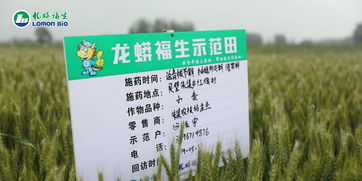 小麦种植小常识：己唑醇用多少不会烧苗？