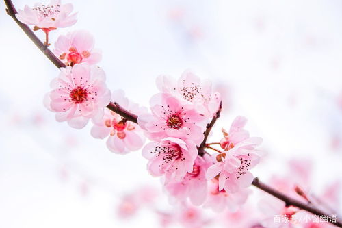 桃花在古代文化中象征着什么它对社会产生了哪些深远的影响