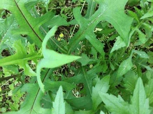 苦菜种植那些事儿