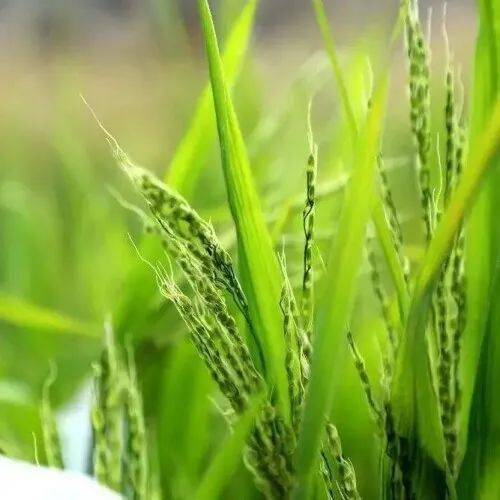 水莲木高效养殖技巧：打造绿色畜牧新篇章