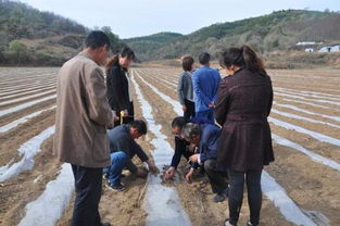 高粱种植时间与方法，了解高粱种植技巧