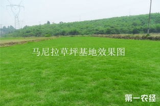 种植草坪的步骤