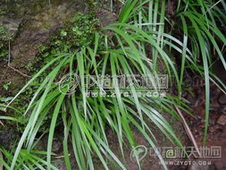 石菖蒲的主要生长地