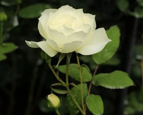 红双喜：吉祥的象征