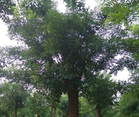 防治病虫害：守护国槐的健康