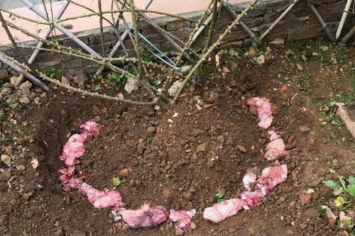 鱼肠肥料：变废为宝的秘密