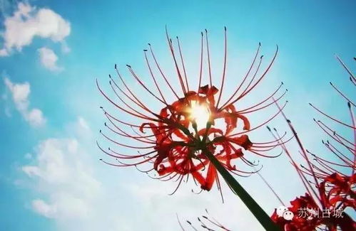 彼岸花秋天绽放，其寓意与象征中