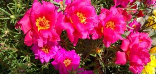 盛夏烈日下的美丽守护者：耐热户外花的那些事儿