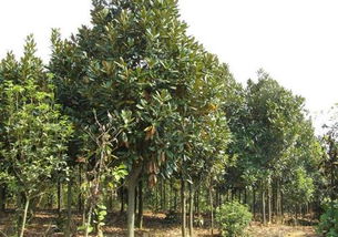 二、 补充养分，阳光要充足，不然花会哭的