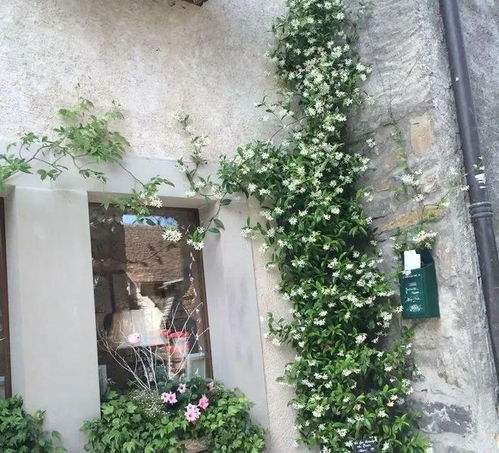 风车茉莉庭院种植佳选