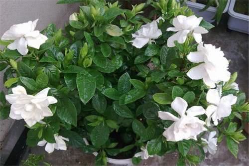 栀子花底部叶子发黄，用一勺醋能根治吗