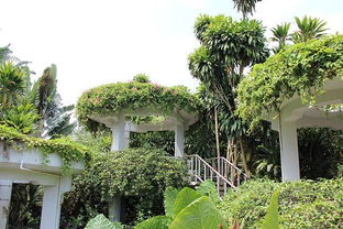 热带雨林中的珍稀果树