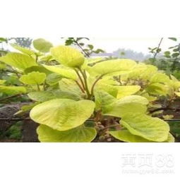 果树的黄化，是个头疼的问题啊！