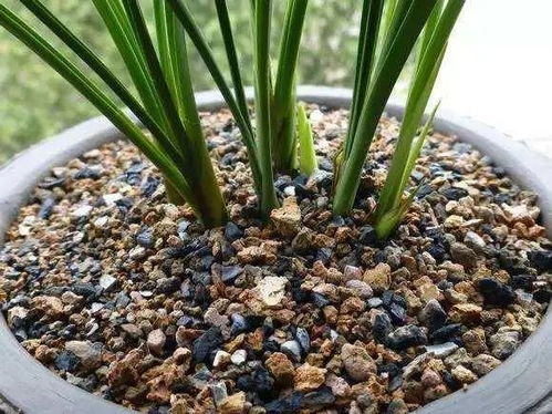 煤渣如何处理才能养兰花？
