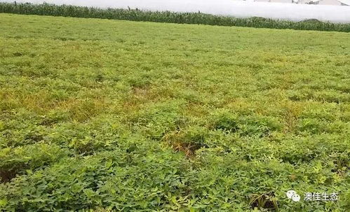 花生盛花期后的处理