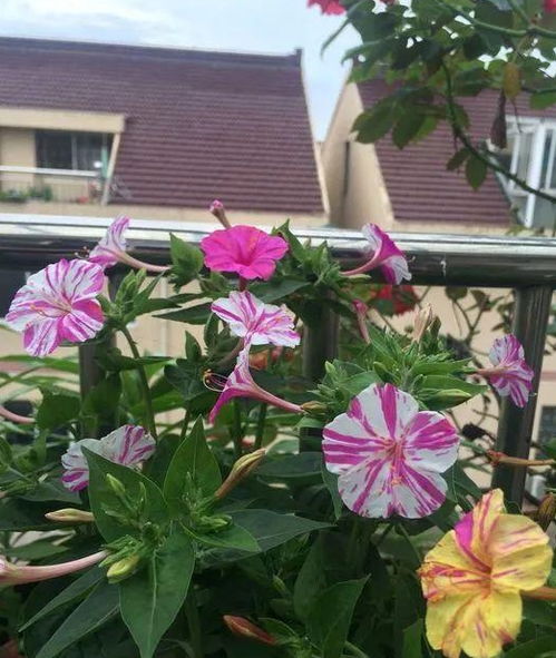 农村院子种花指南：既美观又好养的花卉推荐