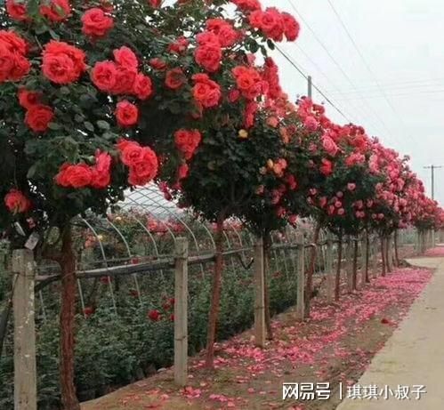 月季施肥， 这事儿得讲究点