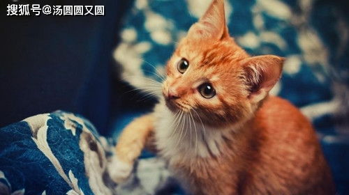 芍药对猫有毒吗？养猫的姐妹们
