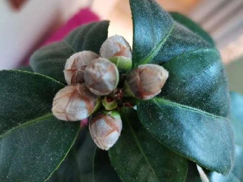 枙子花为何提前掉花苞？