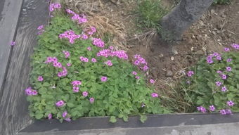 大树底下的秘密花园