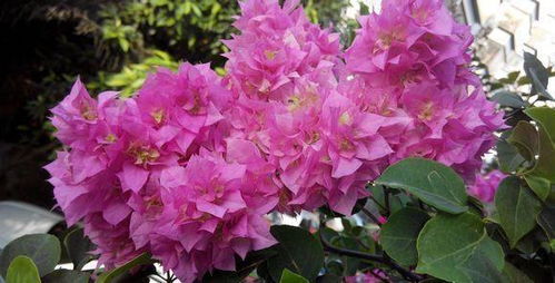 核心原则：春播堪地温， 秋播堪霜期