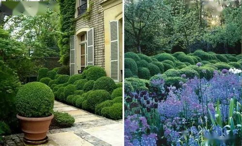 灌木中的佼佼者