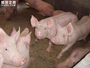 养猪场饲料员一天工作几小时饲养员上班时间累不累？