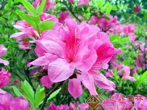 杜鹃花， 那色彩斑斓的小东西