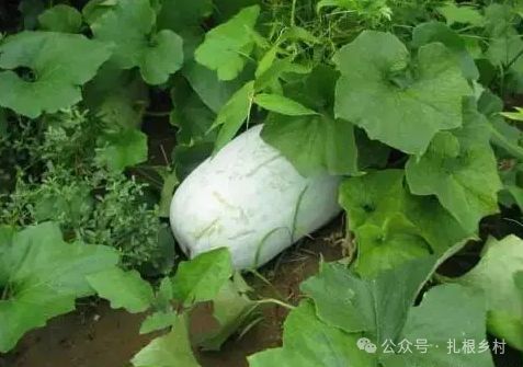 夏季蔬菜， 选对品种是关键