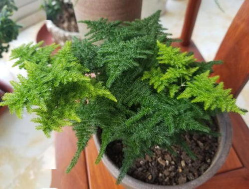 冬季松树养护：如何避免黄叶和冻伤烂根？