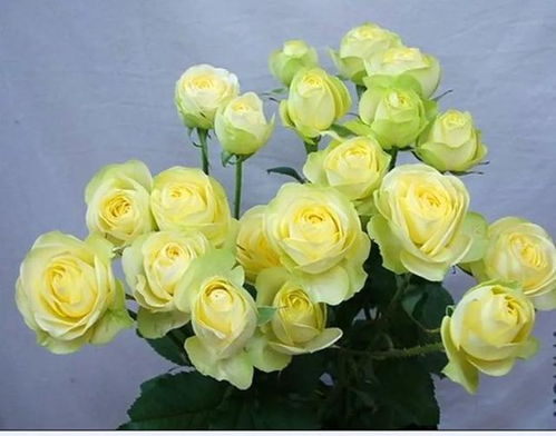 非洲玫瑰， 春天的不二之选