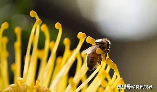 玩乐花卉中常见蝴蝶、蜜蜂等昆虫，它们以花为食