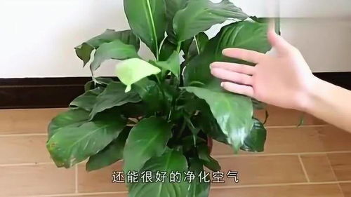 “醋养三宝，绿叶油光，爆款花卉必选！”