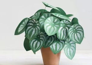 花儿的生命之旅：如何让它们久开不败