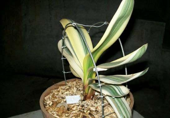 君子兰的叶子，何时Neng长成一片？