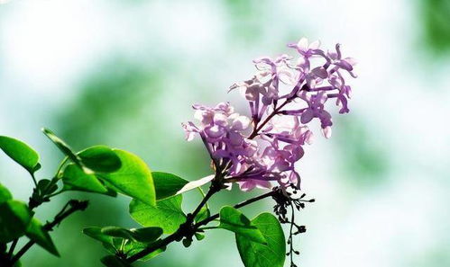 丁香花怎么养才能保证其开花旺盛，避免病虫害