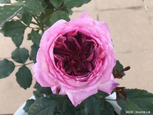 八种小白花友也嫩驾驭的月季品种大揭秘