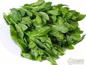 青青菜富含营养，日常食用有什么好处