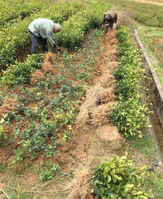 新品种大红花嫁接油茶苗在四川丘陵的种植潜力分析