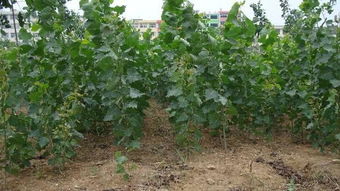 普通玉米与转基因玉米的农药使用差异