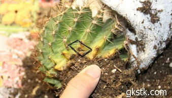 运输损伤补救法，别急着扔蔫苗！