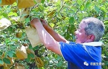 冬天果树保温套袋与不套袋，花木套袋与不套袋温度差多少度？