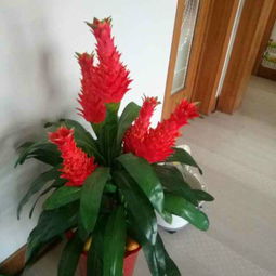 花卉名称与寓意