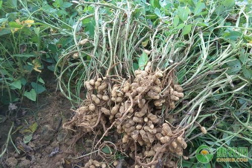 花生最晚几月份可以种植？请推荐适合的花生种植时间和种植方法