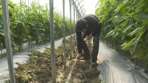 如何给甘蔗保暖和防冻