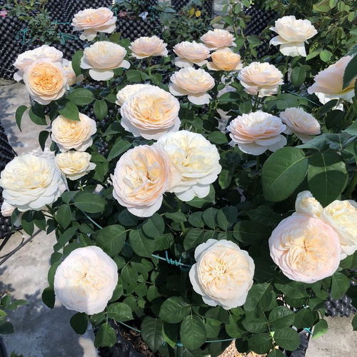 夏日炎炎， 月季盛开——不怕热的月季品种大揭秘