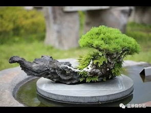 “发财树盆景养护，如何保持其旺盛生命力