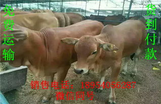 养一头黄牛，年利润可达万元