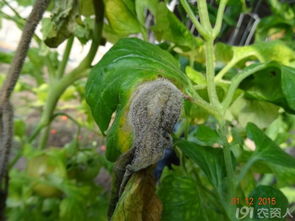 灰霉病的症状，你认得吗？