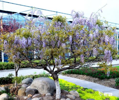 夏季开花乔木大盘点，打造美丽花园不再是梦！